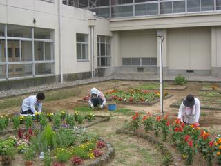 樋川小学校の花壇の手入れをしているボランティア活動の様子の写真