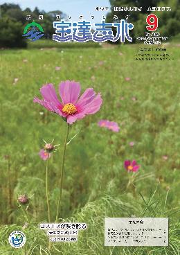 麦生交差点付近に咲くコスモス