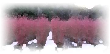 白い地面から花木が伸びているイラスト