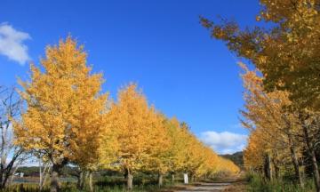 青空の下、黄色に紅葉したイチョウ並木が画面奥まで連なっている写真