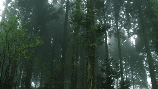 霧の中、青みがかった木々がまっすぐ立ち並んでいる写真