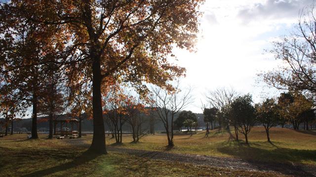 明るい空を背景に、紅葉した木が生えている写真