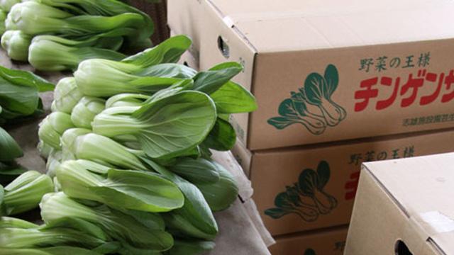 チンゲン菜専用の段ボールの横に、緑色のチンゲン菜が積まれている写真