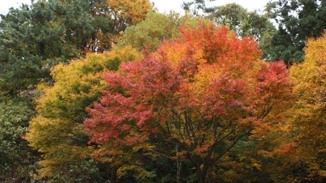 赤、黄色、緑に色づいた紅葉の写真