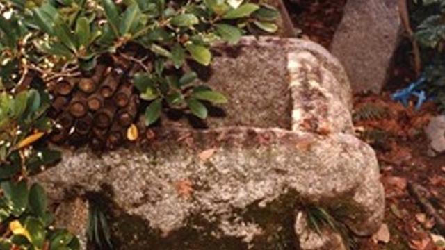 四角い形に並べられた石の井戸に、木の枝がかかっている写真