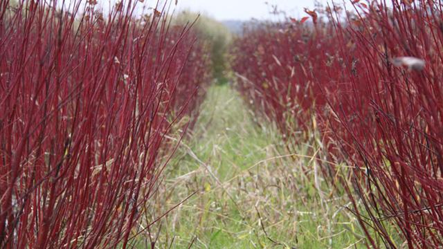 赤紫色の枝をした植物が、列になって植わっている写真