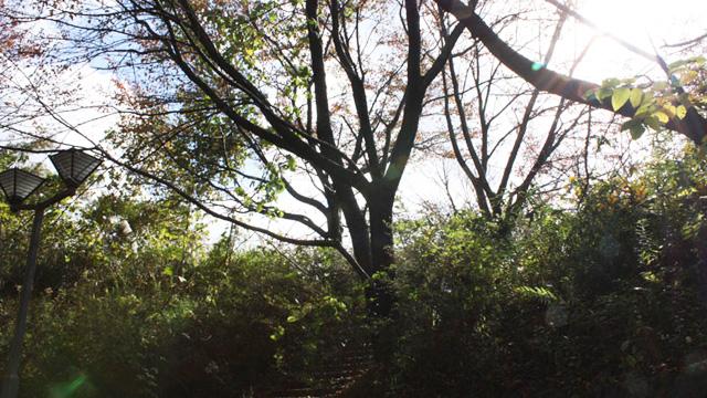 草むらの中に、葉が少しついた木が何本か生えている写真