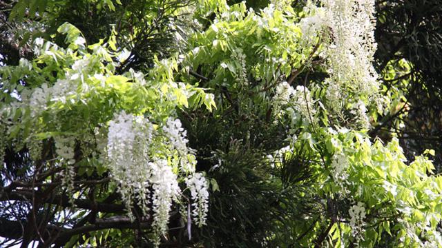 白い花をつけた白藤がいくつも垂れ下がっている写真