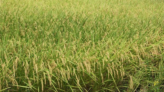 大量の稲穂で黄色い景色のように見える写真