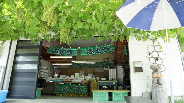 緑の実をつけたぶどう棚の奥に、ぶどうの直売所が開店している写真