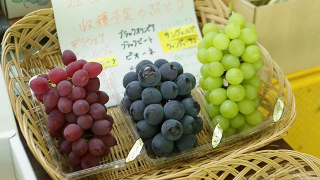 籠の中に、赤紫色と、黒色に近い紫色と、緑色をしたぶどうが並び、説明のプリントが添えられている写真