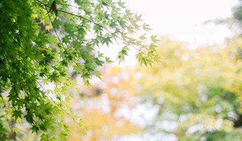 青いモミジの葉が生っている木とぼかしが入っている背後の木の写真