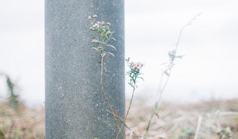 電柱のそばで枯れ草がたたずんでいる写真