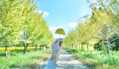林道の中でイチョウの葉を手で持っている写真