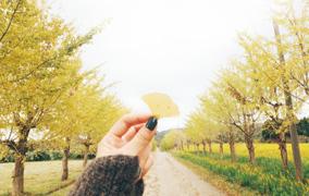 イチョウ並木の中でイチョウの葉を持つ人の写真(宝達志水町のサイトへリンク)