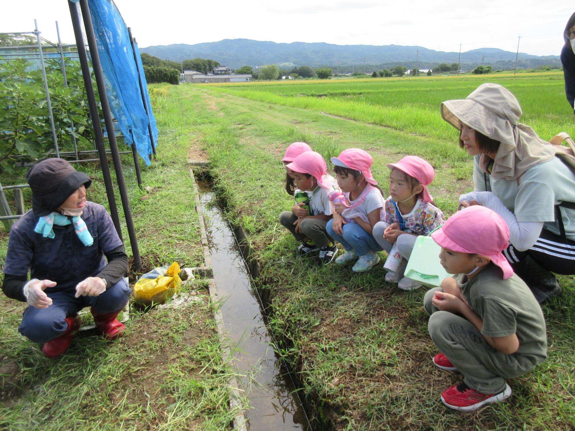 いちじく畑に行ってきました