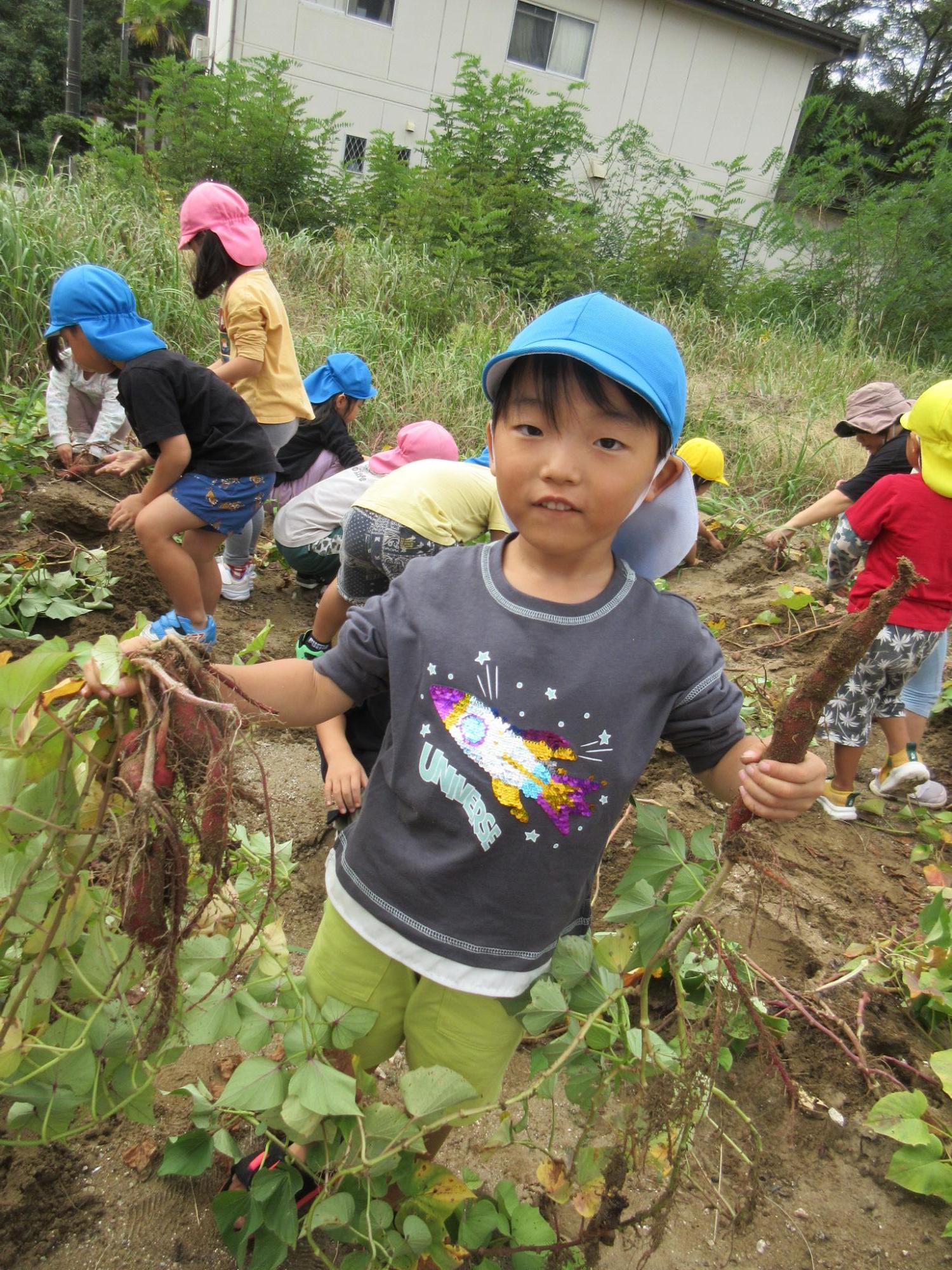 畑でさつまいも