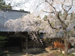 晴れた日に咲いている町指定天然記念物浄蓮寺枝垂桜の写真