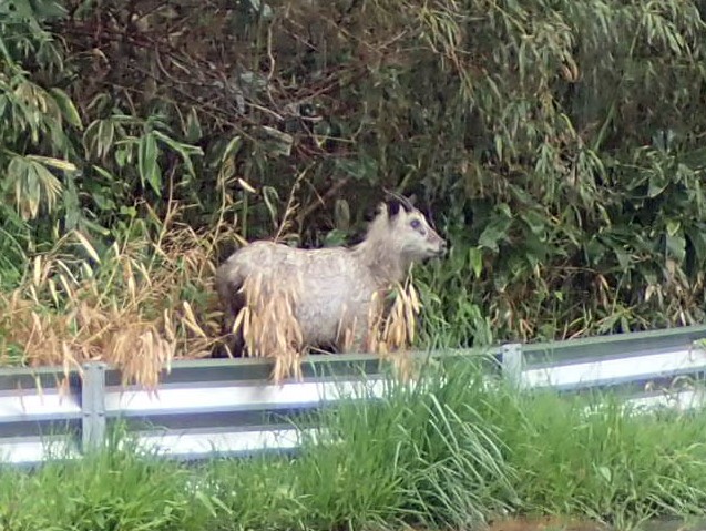 町内に出没したニホンカモシカ