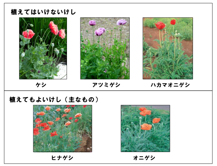 ○植えてはいけないけしと植えてもよいけし