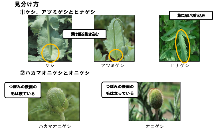 ○見分け方