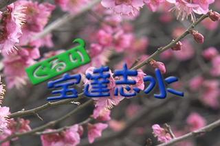 桜のつぼみを背景に「ぐるり宝達志水」という番組名が出ているテレビ映像の写真