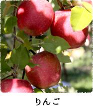 葉とともに赤く熟したりんごが生っている写真(宝達志水町の農産物企画振興課 りんごのページへリンク)