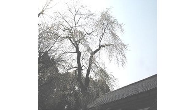 瓦屋根の横で、背の高い枝垂桜が咲いている写真