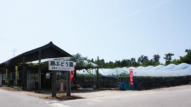 網ぶどう園の看板の横に、白いビニールハウスが並んでいる写真