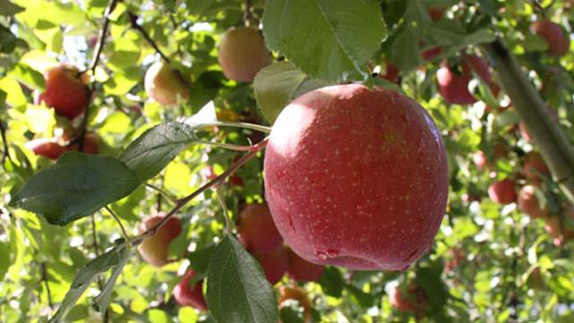 たくさんの実をつけたりんごの木を背景に、大きな実が実っている写真