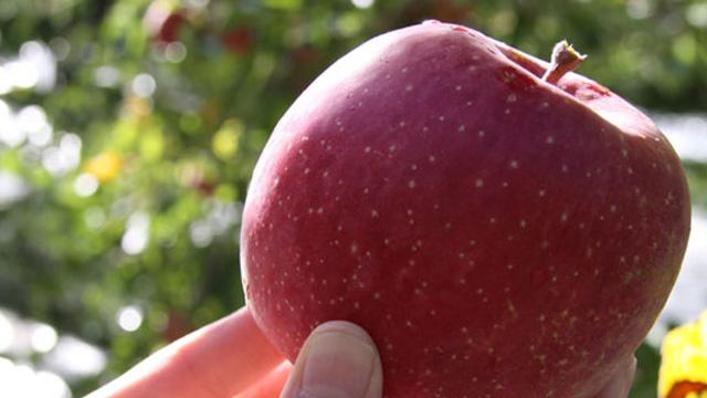 赤いリンゴの実を手に取っている写真