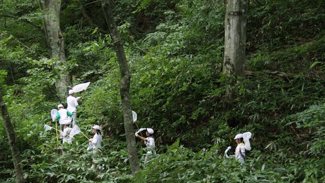 ブナ林に、白い服を着て虫取り網を持った人たちが入っていく写真