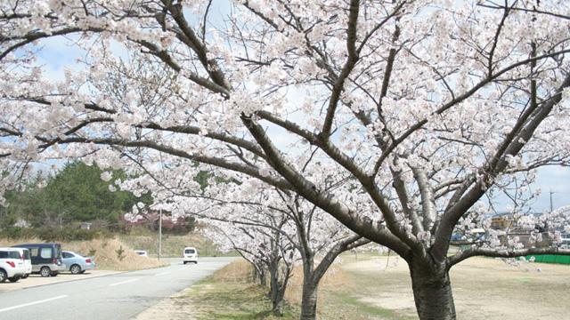 車道沿いに並ぶ満開の桜並木の写真