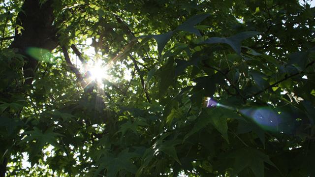 緑の葉をつけた枝の間から、太陽が差し込んでいる写真