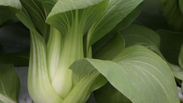 つるりとした茎が特徴的な、緑色のチンゲン菜の写真