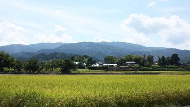 黄色い田んぼの奥に、緑の山々が見えている写真