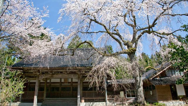 お寺の建物を背に、満開の枝垂れ桜が咲いている写真