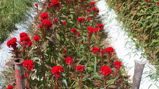 畑に、赤い花をつけた植物が植わっている写真