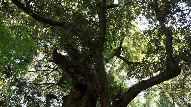 スダジイの木が、画面いっぱいに枝や葉を茂らせている写真