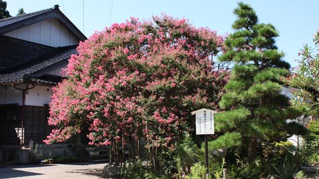 お寺の建物を背に、濃いピンク色の花をつけたサルスベリの木が立っている写真