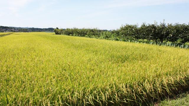 田園に大量の稲がなっている写真