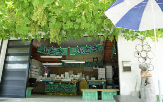 小さいサイズの、緑の実をつけたぶどう棚の奥にぶどうの直売所が開店している写真(さかもと葡萄園のページへリンク)