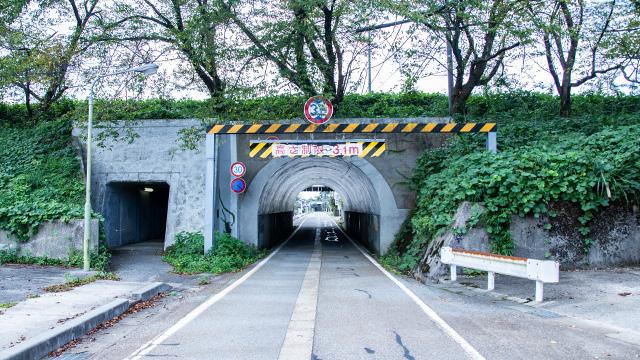 トンネルの上部分に桜の木が並んで生えている写真