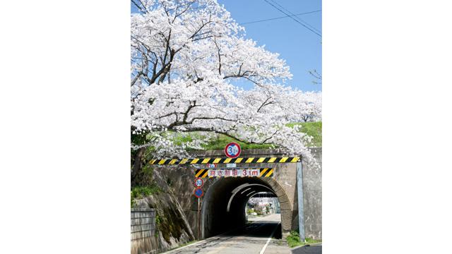 トンネルの入り口に向かって、満開の桜が枝を垂らしている写真