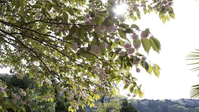 葉っぱと丸い花が生えている、桜の木の枝部分の写真