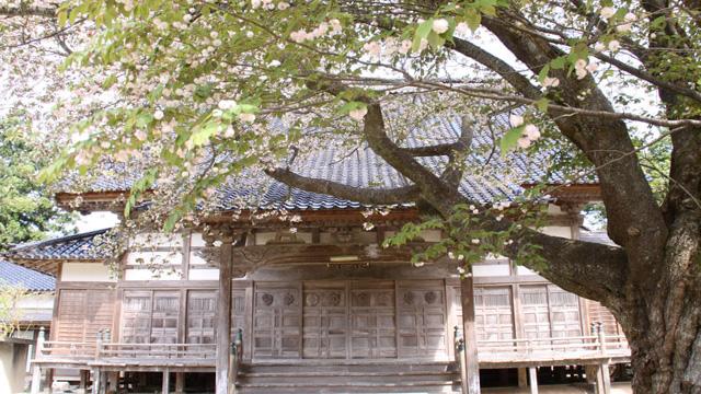 お寺の建物を背に、葉と丸い花をつけた桜の木が立っている写真