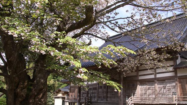 建物の瓦屋根に向かって、桜の木が枝を伸ばしている写真