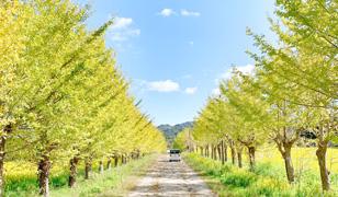 林道の中の道を車で進んでいった写真(宝達志水町のサイト イチョウ並木へのリンク)