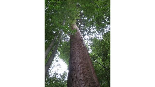 竹林に生える杉の木を、根元から空に向かって撮影した写真