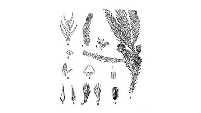 スギの木の葉の部分を、細かく分類して描いているイラスト